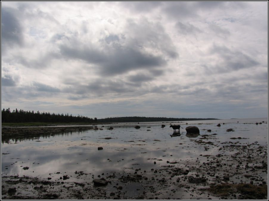 Размышления о Вечности (Соловки 2007) Соловки море Белое корова Чёрная вода солёная