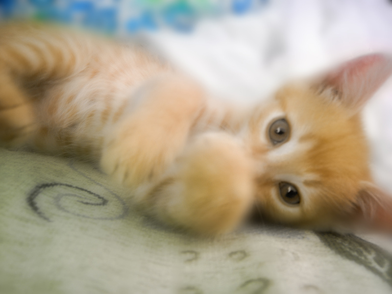 малыш котик котенок малыш