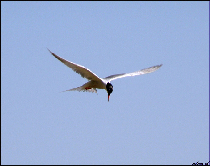Gull’s free fly/2/ полет чайка
