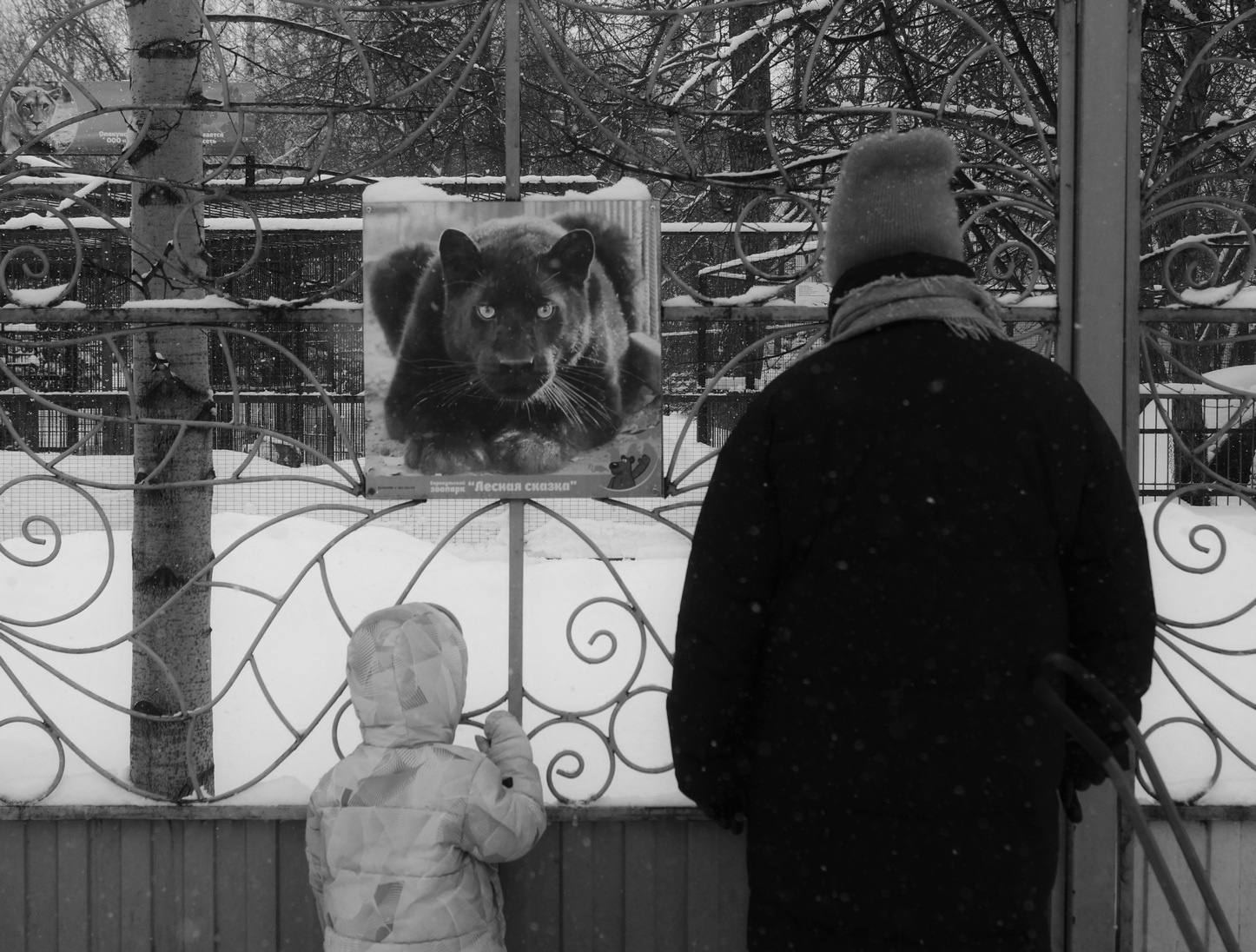 Der Panther 