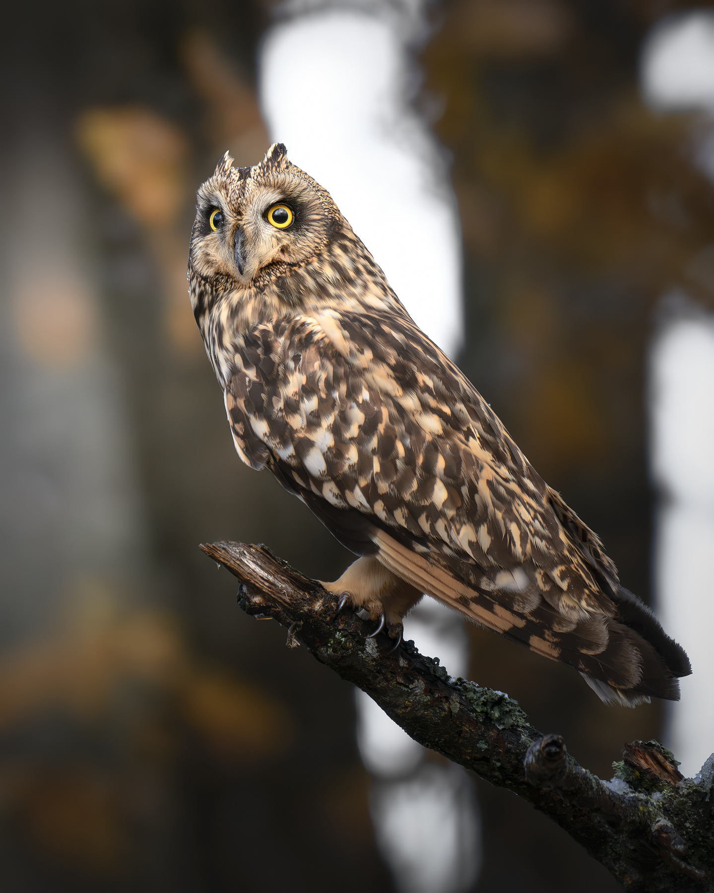 Болотная сова (Asio flammeus) 