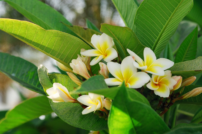 Spring 2 flower