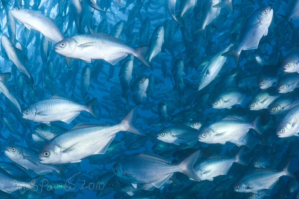 свой среди чужих буй Поворотный Японское море Россия anion gyperoglyphe baitbal sea of japan butterfish amberjack желтохвостая лакедра