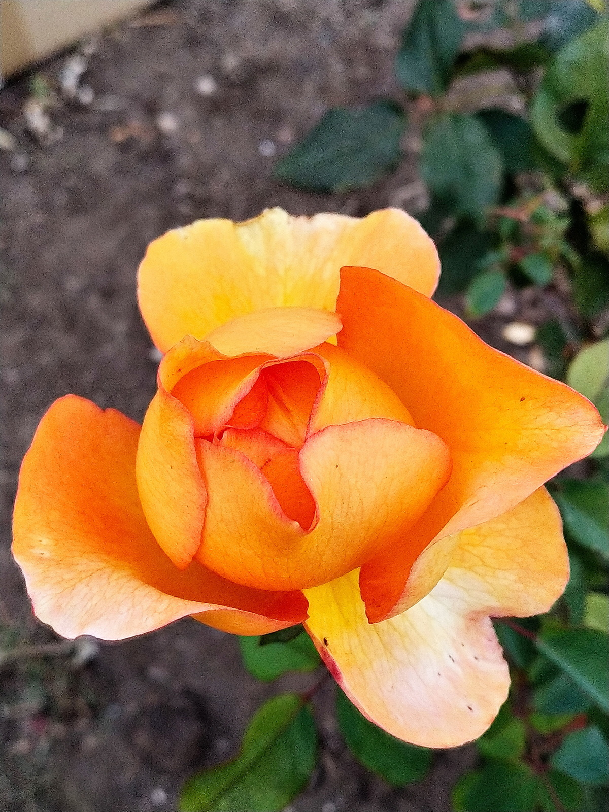 *** 