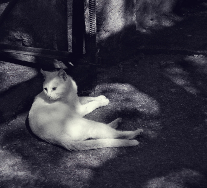 * котфауст
