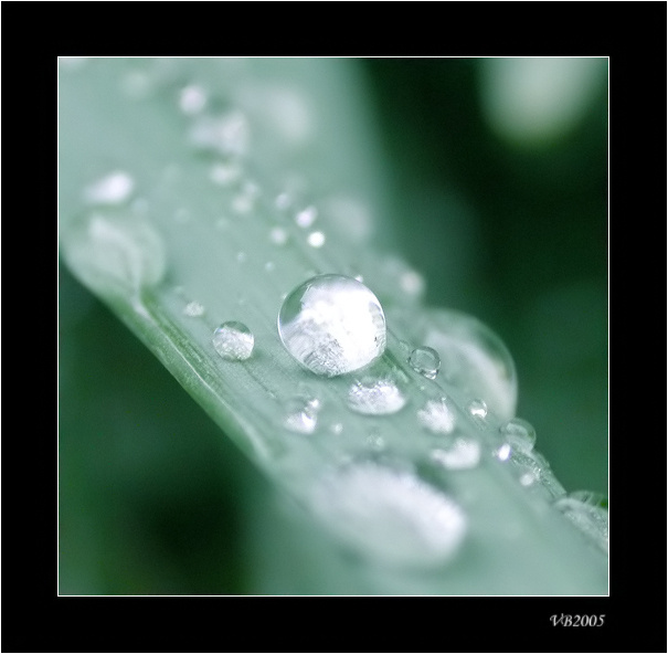 after rain macro after rain water drop
