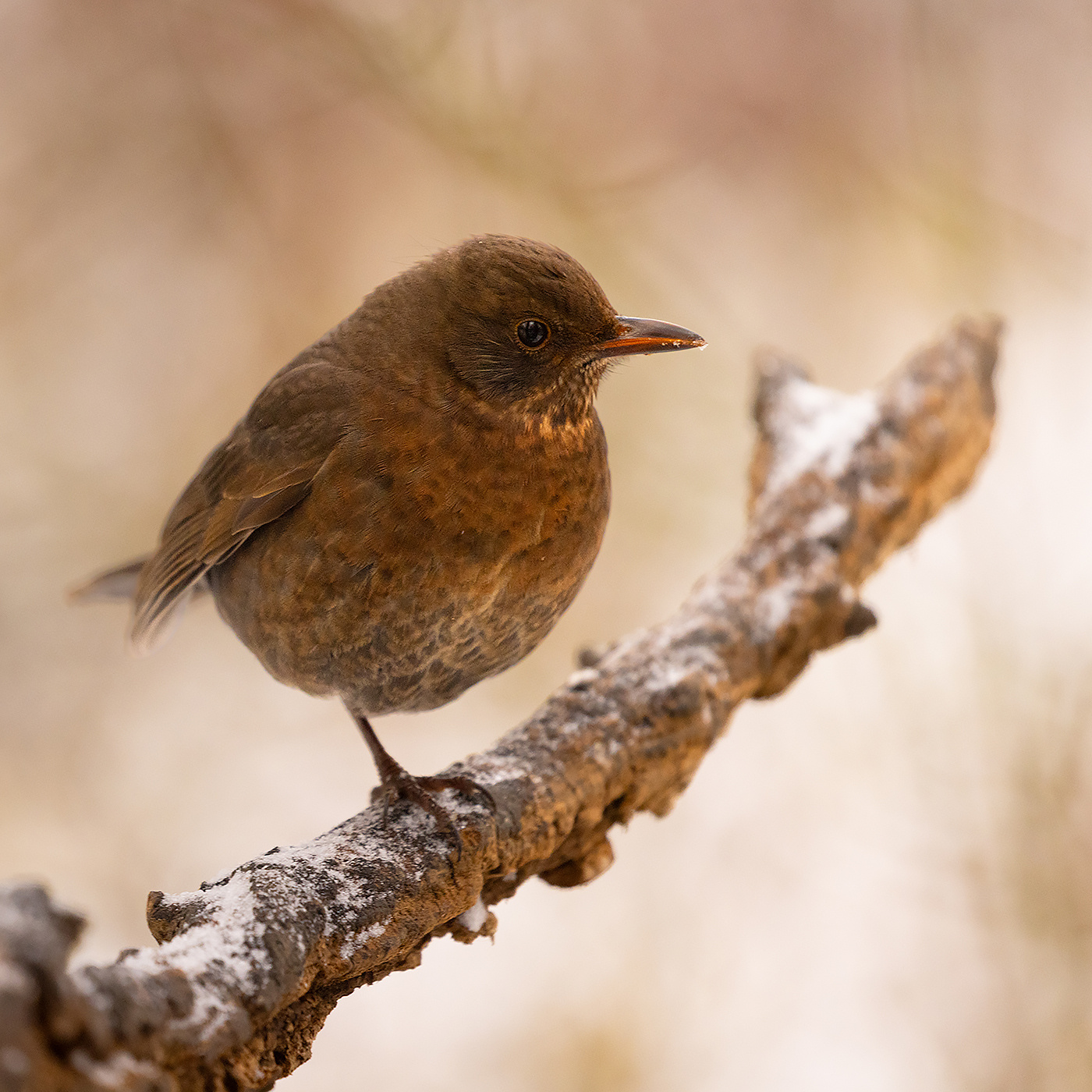 Thrush 
