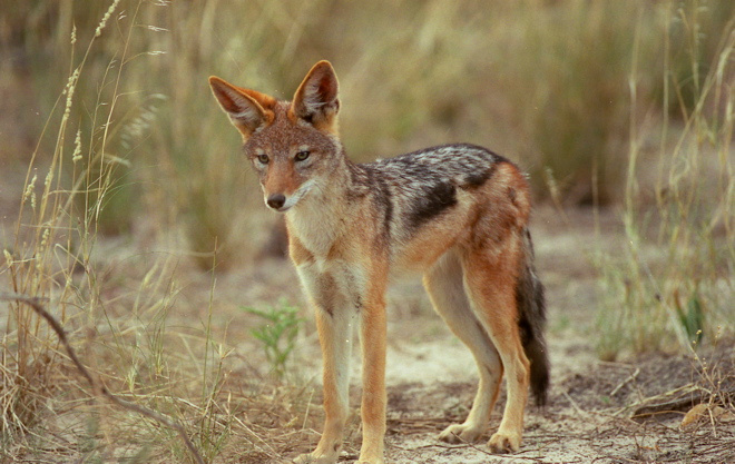 Внимание Kalahari Botswana