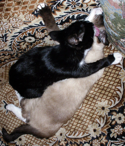Кошкина любовь 
