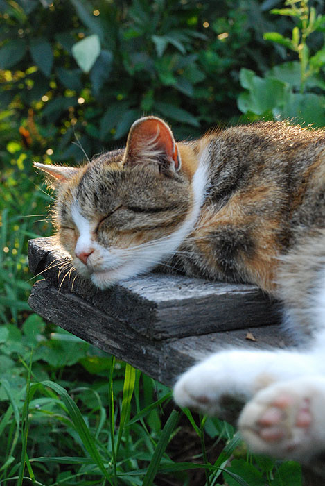 Кошка кошка