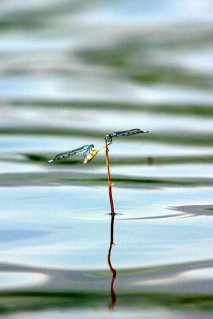 Mayflies 