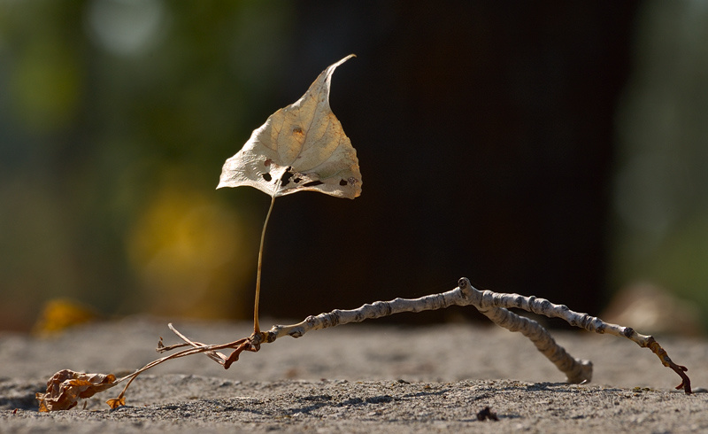 The autumn single. осень, single.