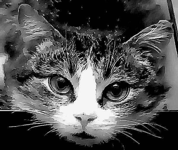 \"Мультяшная киска\" Кошка