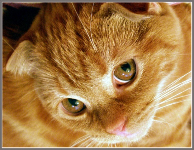 Котик 