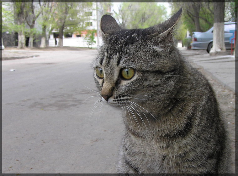 Что? Опять снимают! кошки cats