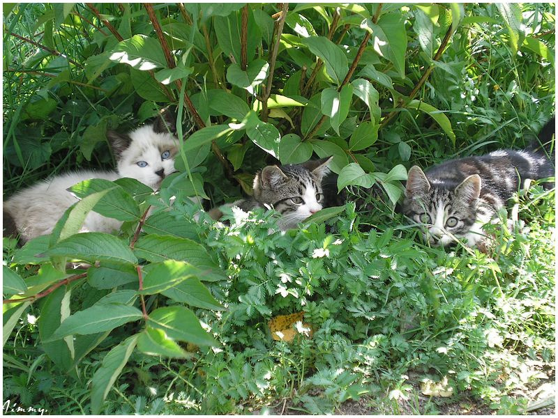 семейство кошачих кошки животные дача улица котята