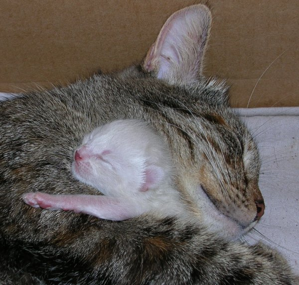 мама кошка котенок