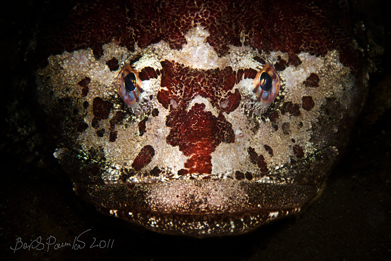 Hypnosis Японское море керчак бычок sculpin Приморье anion