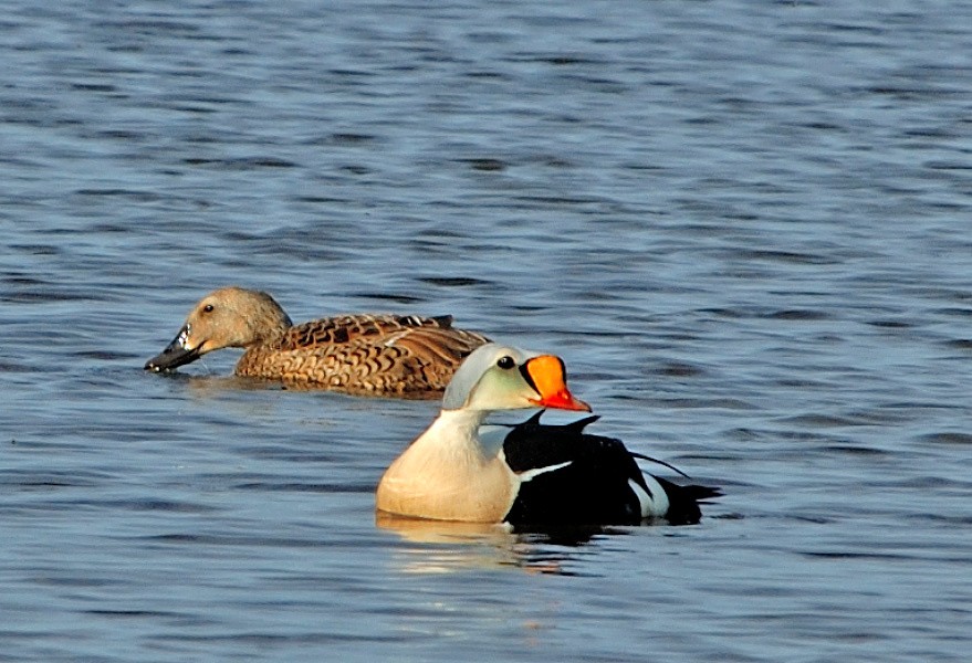 Парочка Гага-гребенушка, Somateria spectabilis, King Eider, Tobseda, Barents Sea, Arctic