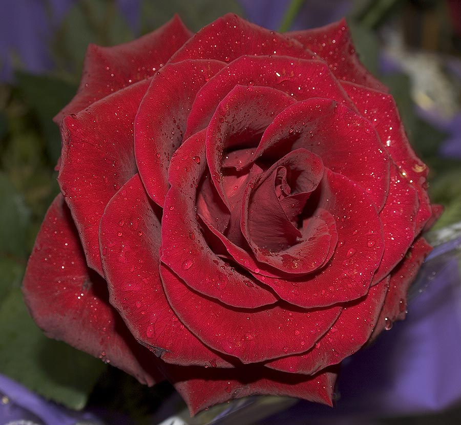 Rose J Роза