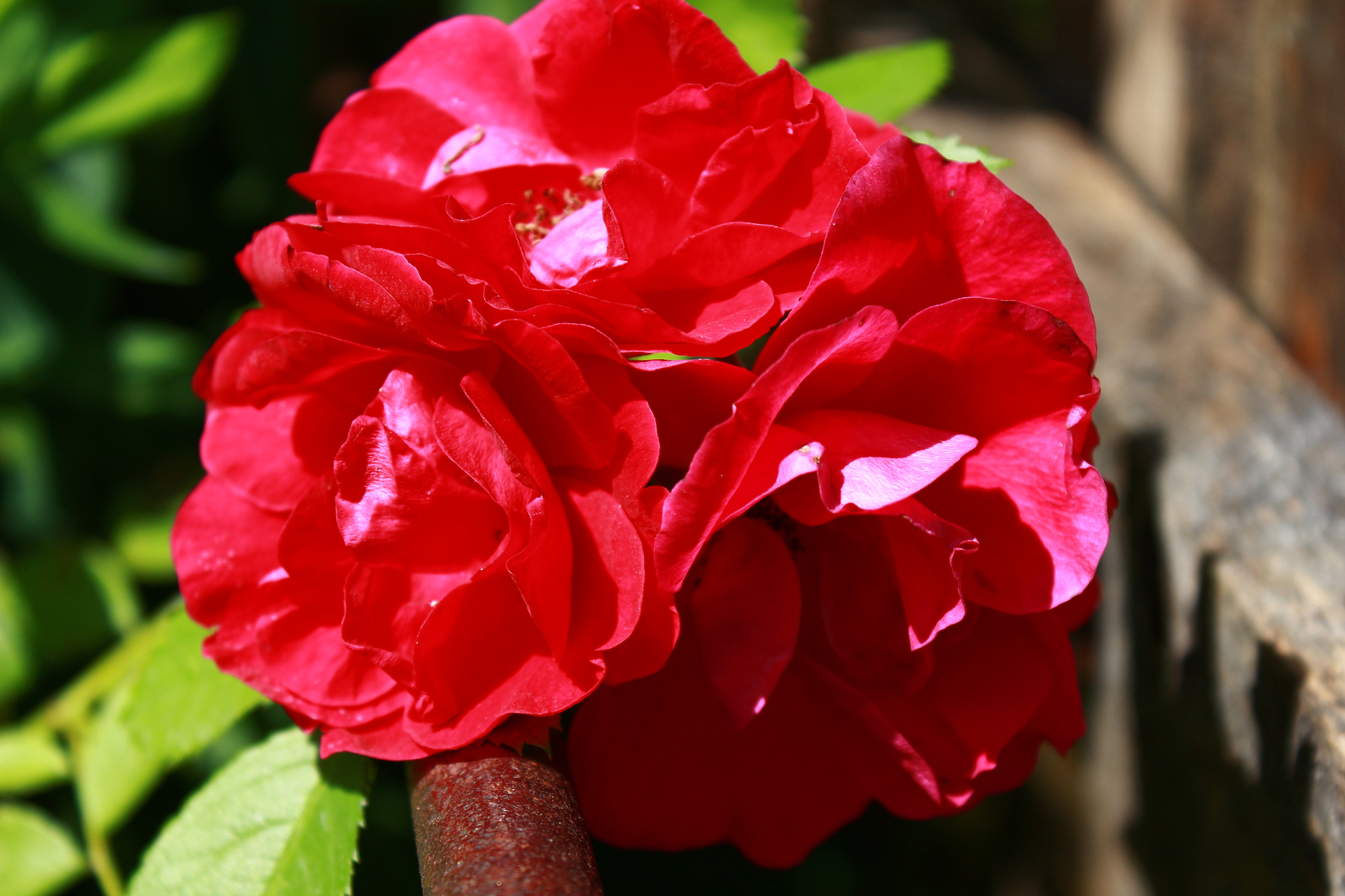 Шиповник морщинистый (Rosa rugosa) Шиповник морщинистый (Rosa rugosa)