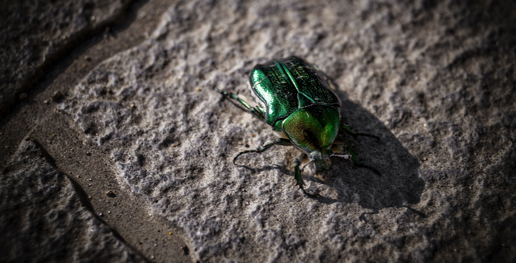 Cetonia aurata жук