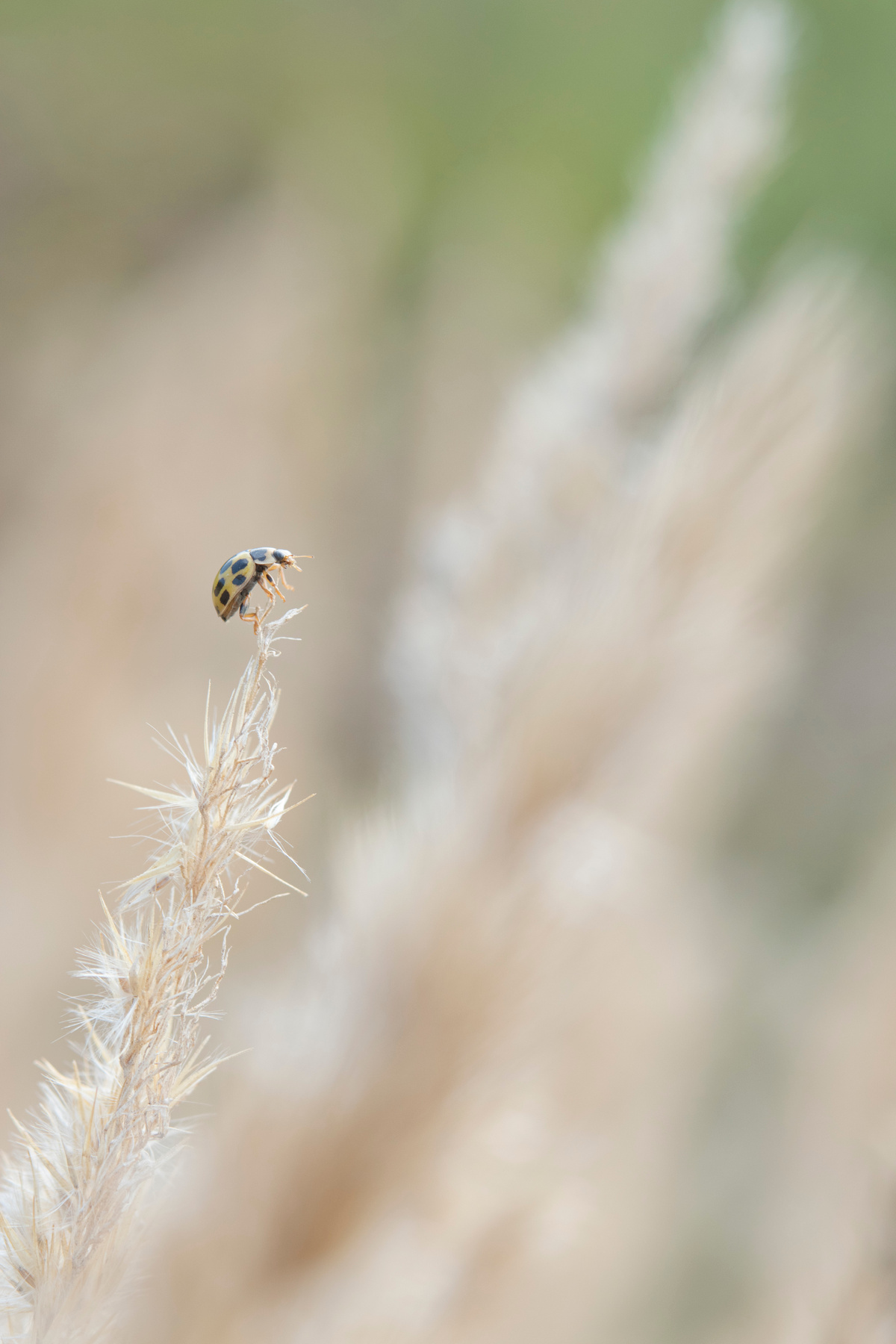 Asian Lady Beetles 