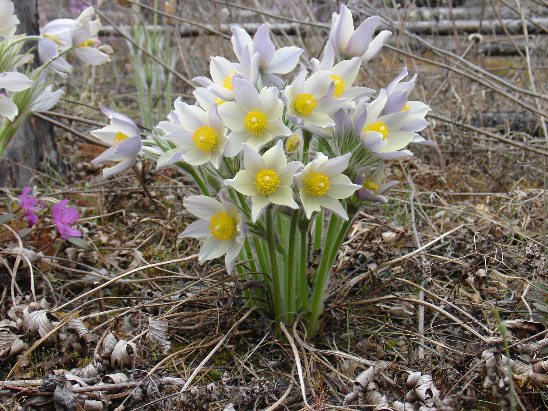 Прострел раскрытый (Pulsatilla patens - Ranunculaceae) Прострел раскрытый Pulsatilla patens Ranunculaceae