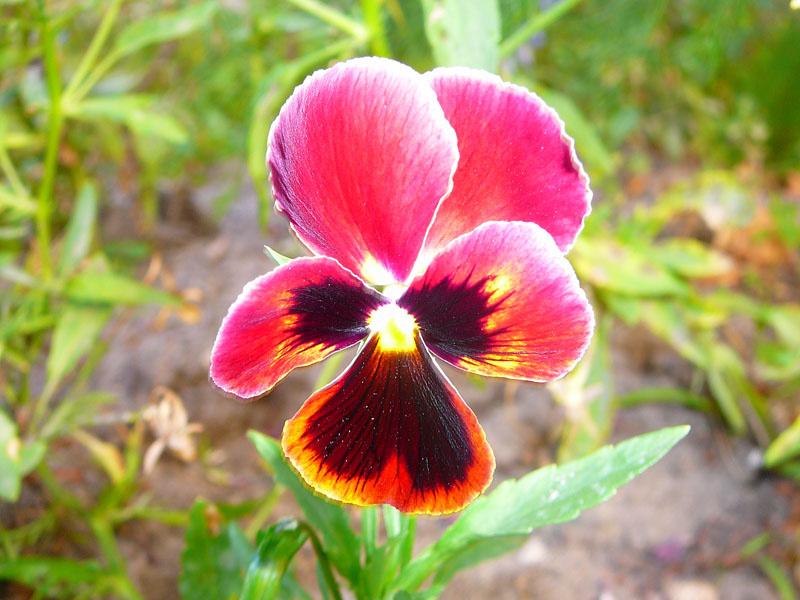 summer flower summer,flower,цветок,лето
