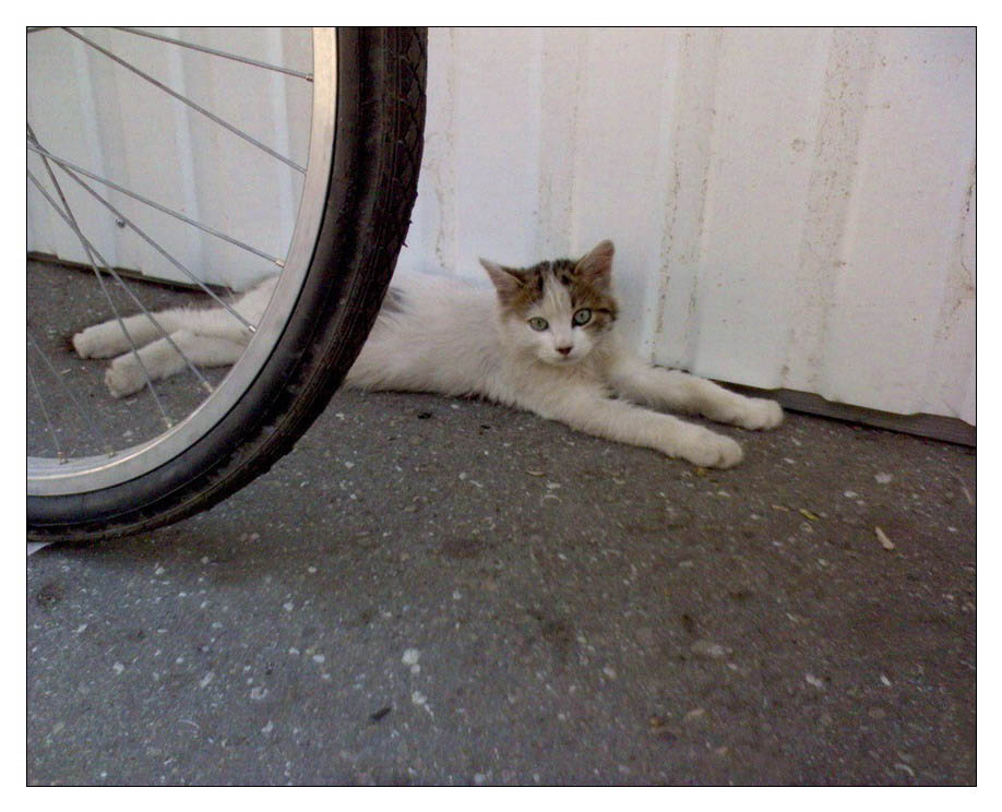 Не проезжайте мимо! Котенок животные