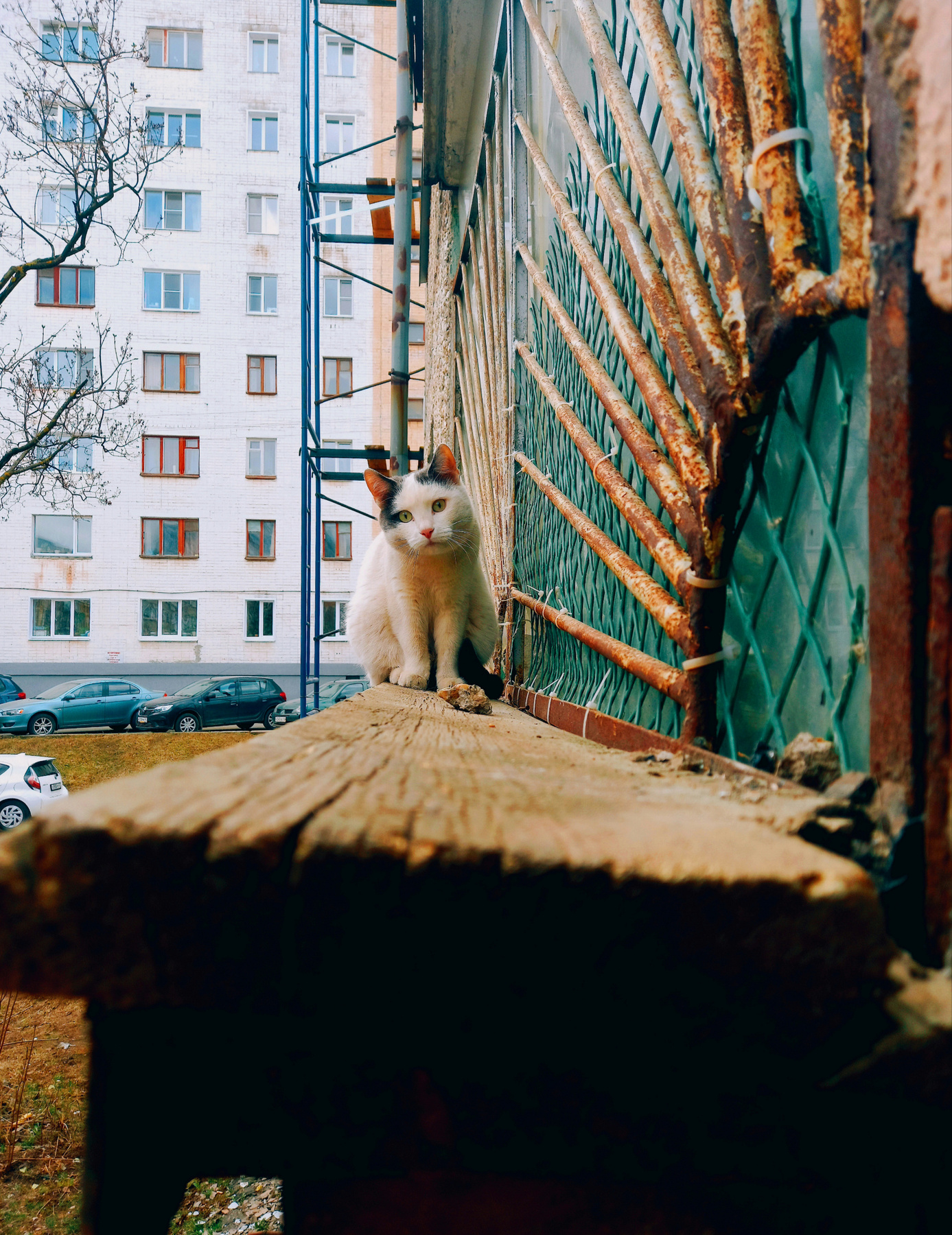 Городской кот кот кошка животные домашние город 2023 мобильная фотография мобильное фото