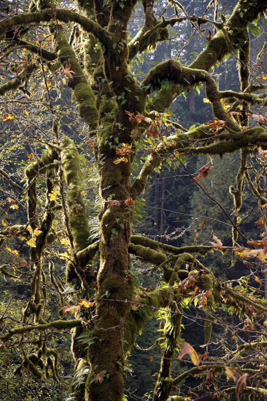 *** forest, Washington state