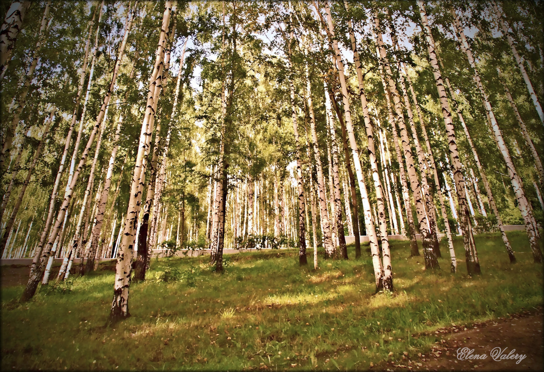 Березы березы, природа