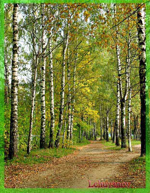 Осенние берёзки. Берёзы, осень