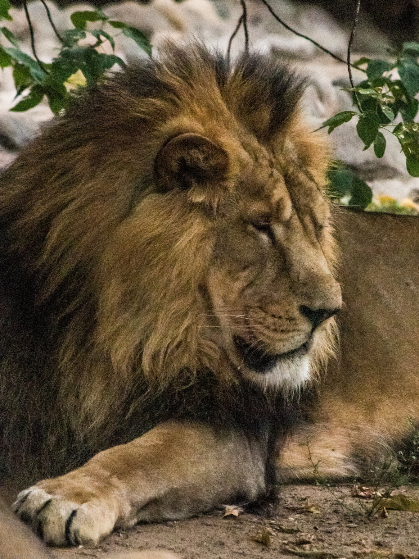 Азиатский лев... Лев зоопарк MoscowZoo