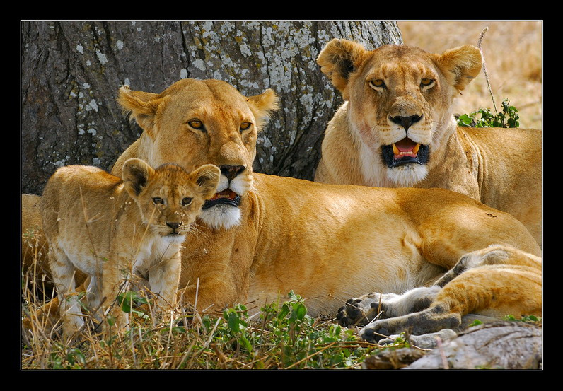 lions 