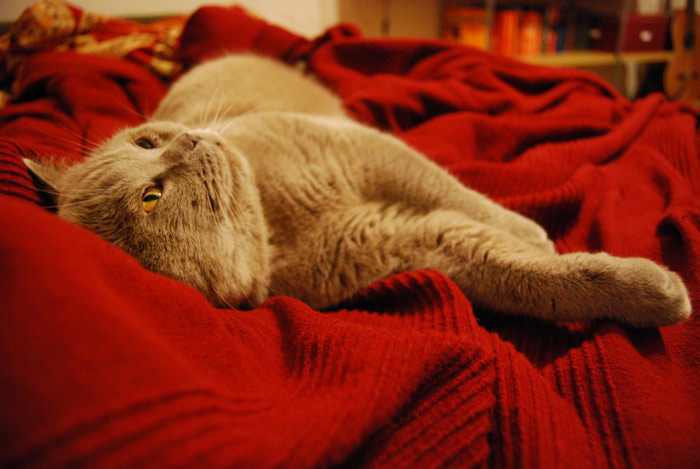 *** кот
