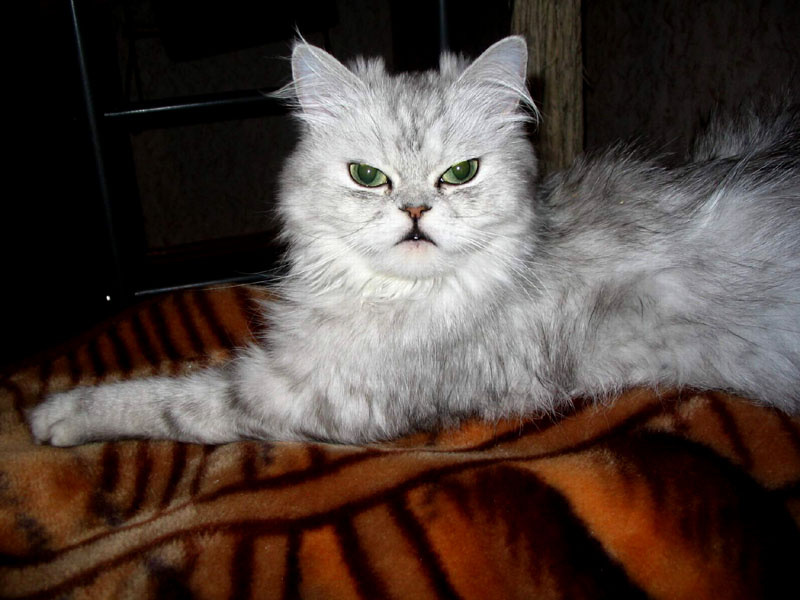 Сфинкс на диване 