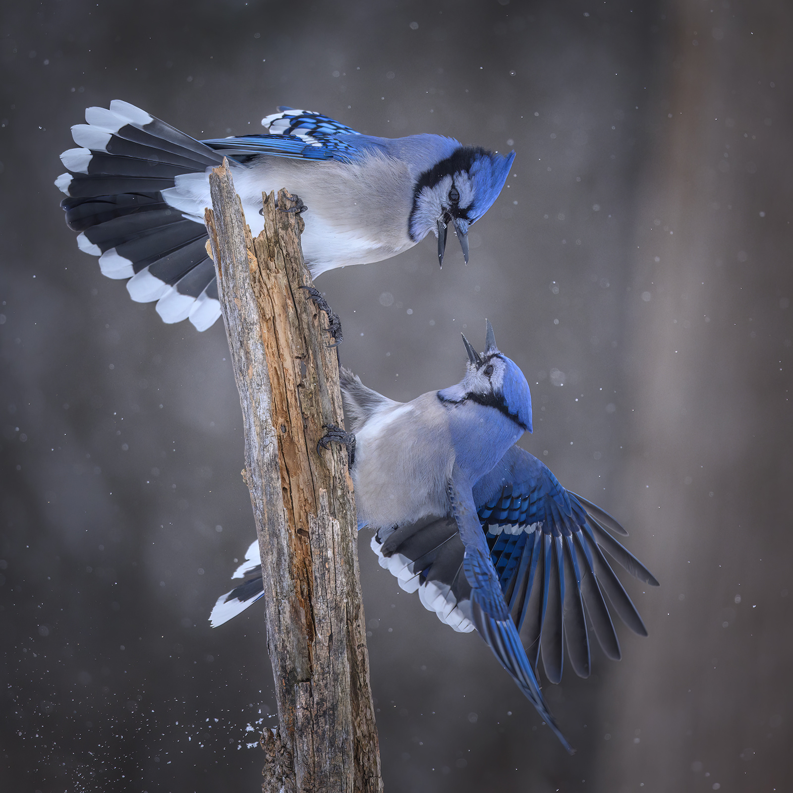 Blue Jay 