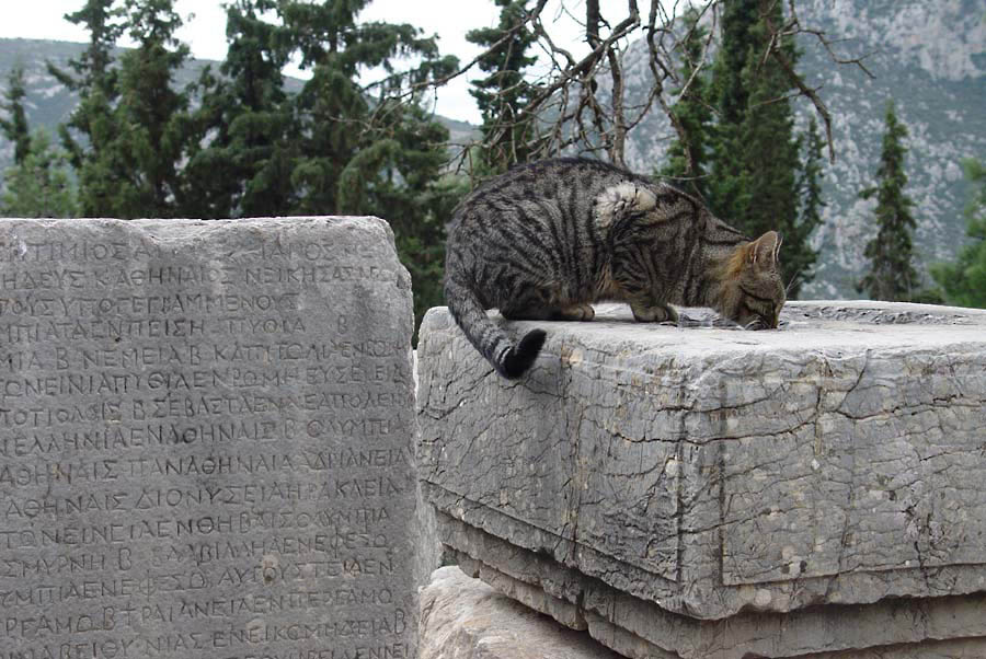 Дельфийский Кот собаки лучше