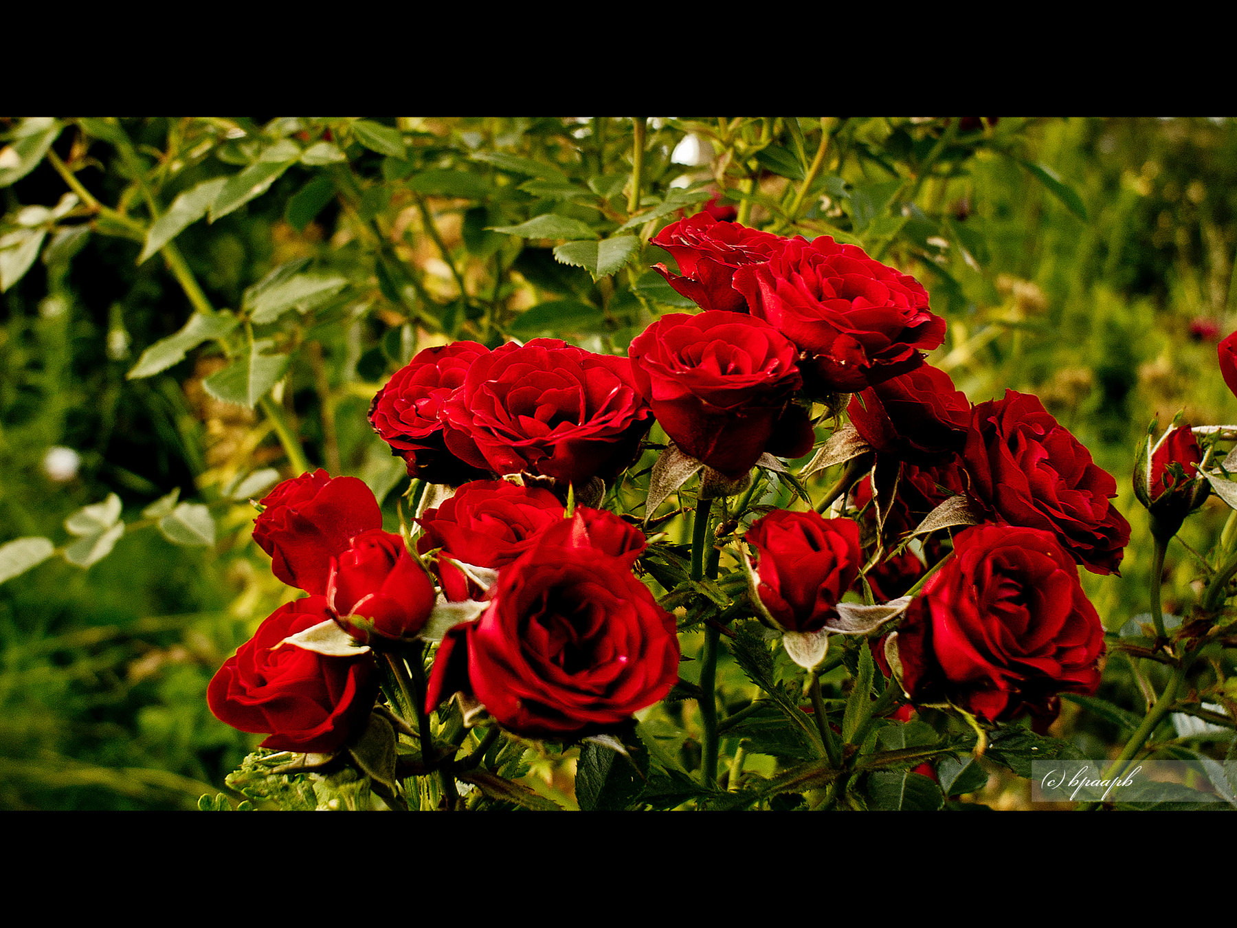 *** BPAAPB RUSSIA "Sony NEX" landscape пейзаж flowers цветы roses розы