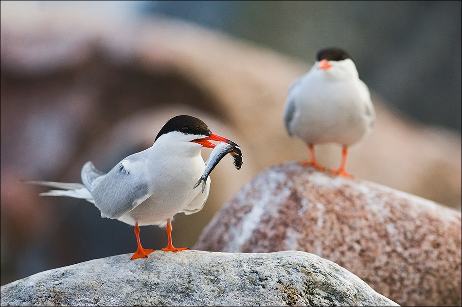 Завидный улов. крачка sterno hirundo bird птица рыбка улов