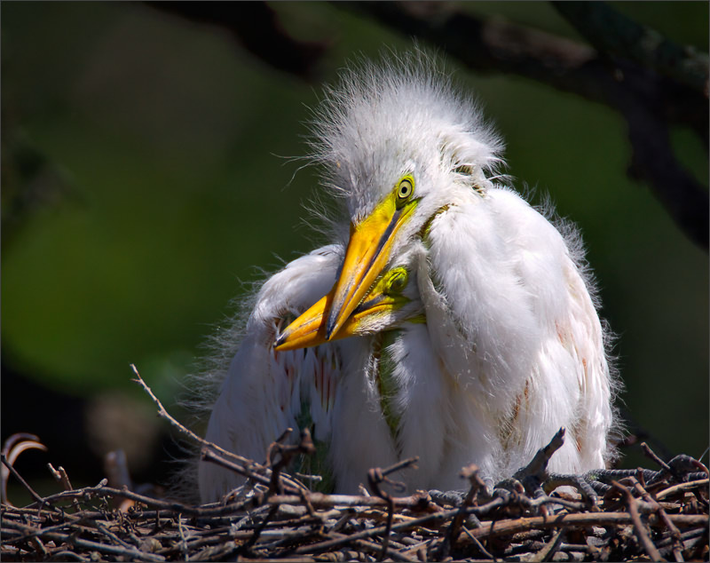 Старший брат старший брат пренцы большая белая цапля great egret Florida US