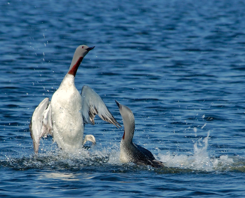 Я почти улетал … Краснозобая гагара, Gavia stellata, Red-throated Loon, Tobseda, Barents Sea, Arctic