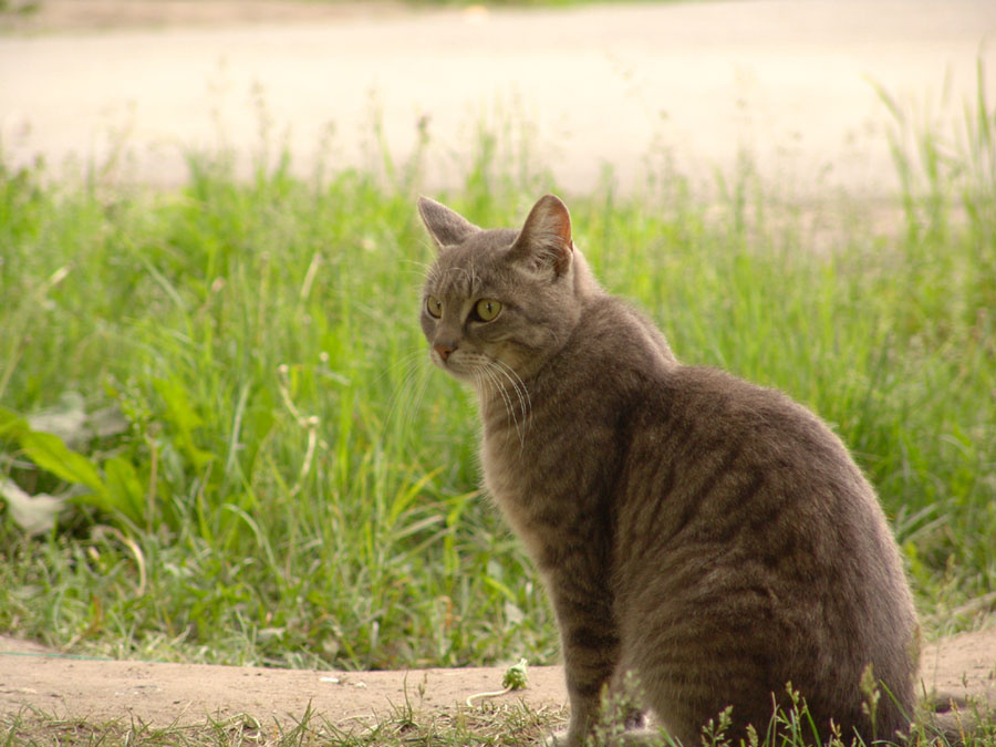 Кот в траве Кот Кошка