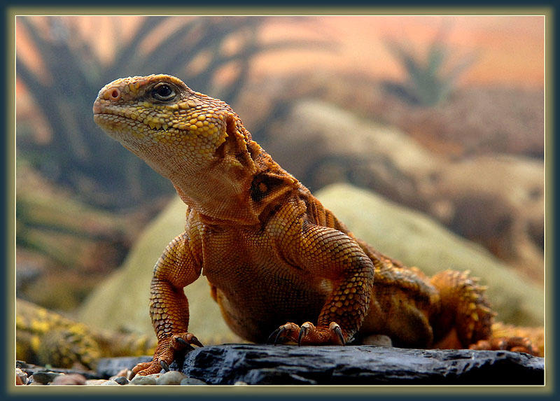 Veni, vidi, vici! Uromastyx geyri сахарский шипохвост