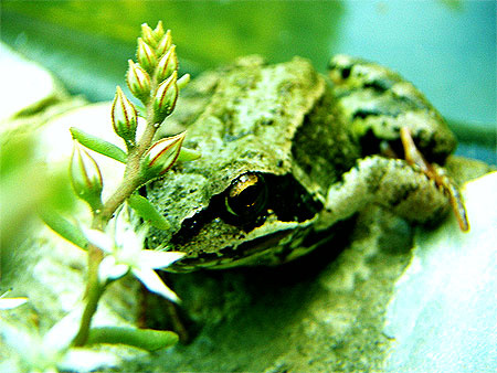 froggy prince 