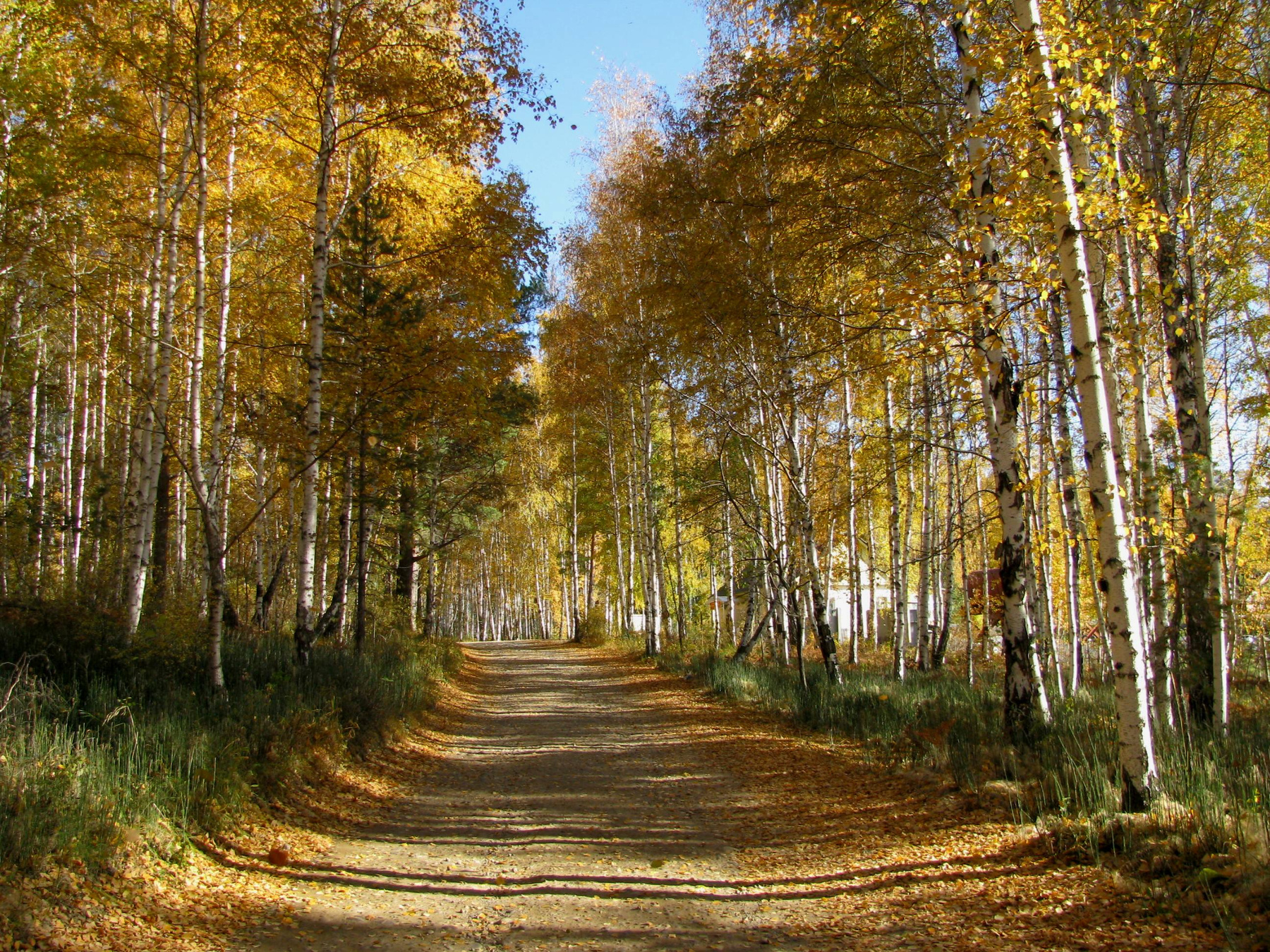 Осенние березы деревья, осень