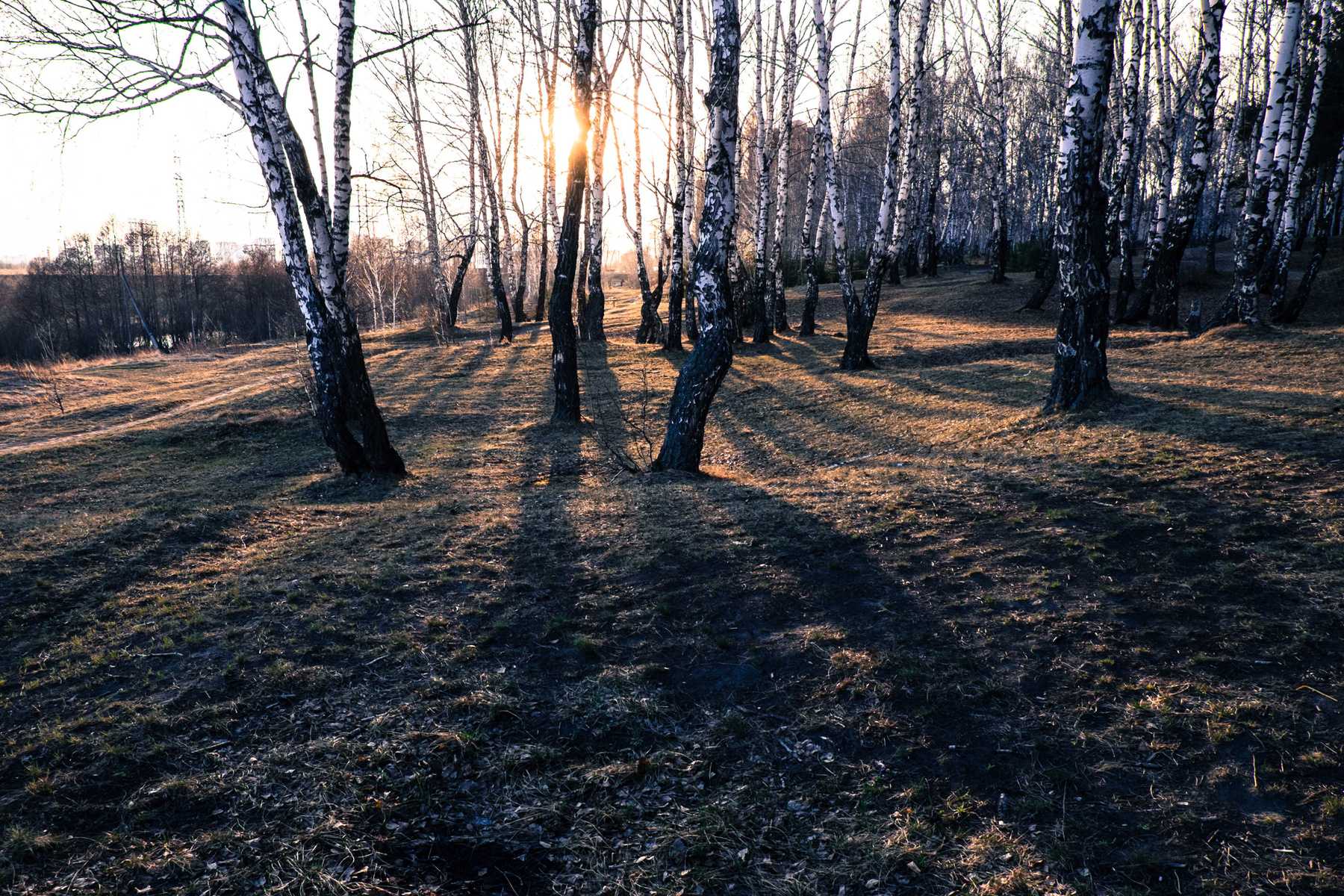 Серия "Тени леса" 