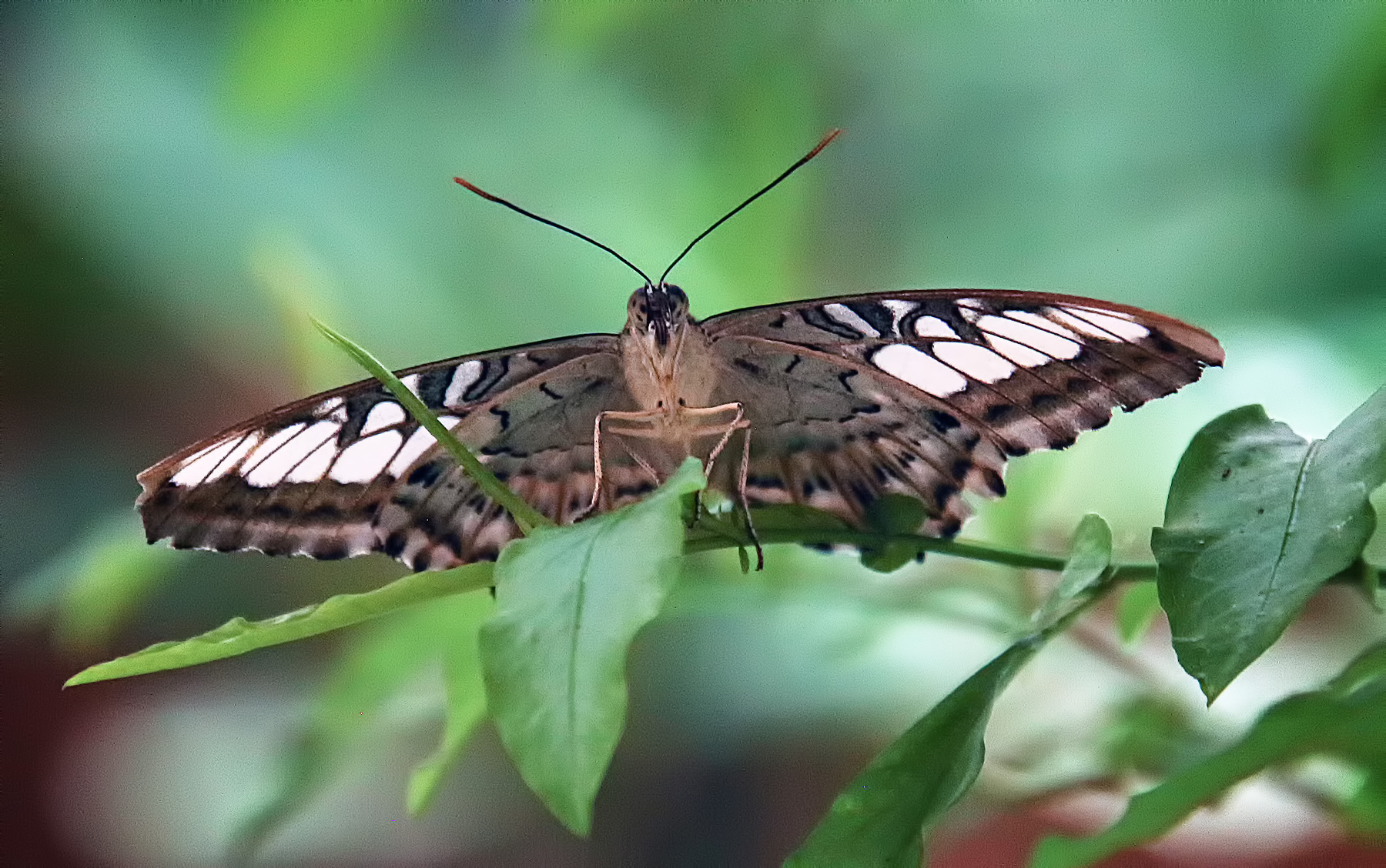 Parthenos sylvia 
